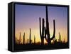Silhouettes of Saguaro Cacti at Sunset-James Randklev-Framed Stretched Canvas