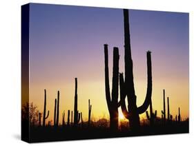 Silhouettes of Saguaro Cacti at Sunset-James Randklev-Stretched Canvas