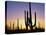 Silhouettes of Saguaro Cacti at Sunset-James Randklev-Stretched Canvas