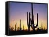 Silhouettes of Saguaro Cacti at Sunset-James Randklev-Framed Stretched Canvas