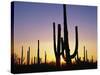 Silhouettes of Saguaro Cacti at Sunset-James Randklev-Stretched Canvas