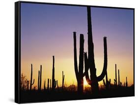 Silhouettes of Saguaro Cacti at Sunset-James Randklev-Framed Stretched Canvas