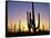 Silhouettes of Saguaro Cacti at Sunset-James Randklev-Framed Stretched Canvas