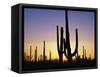 Silhouettes of Saguaro Cacti at Sunset-James Randklev-Framed Stretched Canvas