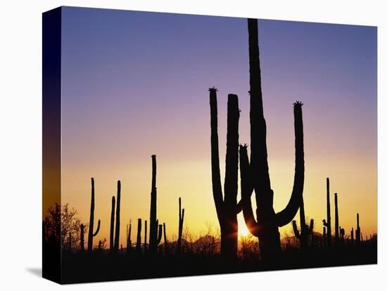 Silhouettes of Saguaro Cacti at Sunset-James Randklev-Stretched Canvas