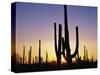 Silhouettes of Saguaro Cacti at Sunset-James Randklev-Stretched Canvas