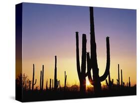 Silhouettes of Saguaro Cacti at Sunset-James Randklev-Stretched Canvas