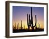Silhouettes of Saguaro Cacti at Sunset-James Randklev-Framed Photographic Print