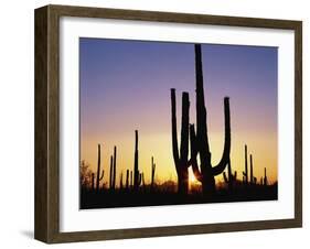 Silhouettes of Saguaro Cacti at Sunset-James Randklev-Framed Photographic Print