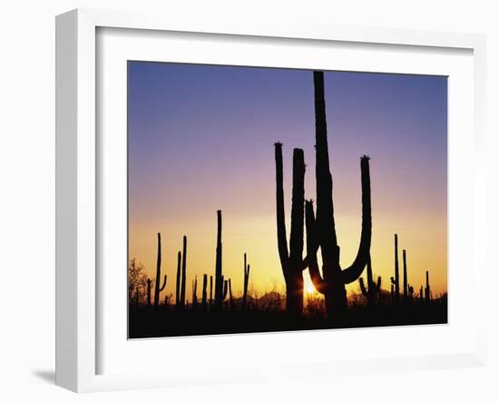 Silhouettes of Saguaro Cacti at Sunset-James Randklev-Framed Photographic Print