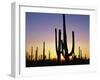 Silhouettes of Saguaro Cacti at Sunset-James Randklev-Framed Photographic Print