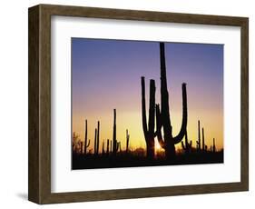 Silhouettes of Saguaro Cacti at Sunset-James Randklev-Framed Photographic Print