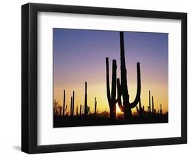 Silhouettes of Saguaro Cacti at Sunset-James Randklev-Framed Photographic Print