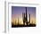 Silhouettes of Saguaro Cacti at Sunset-James Randklev-Framed Photographic Print