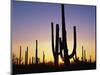 Silhouettes of Saguaro Cacti at Sunset-James Randklev-Mounted Photographic Print