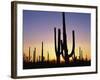 Silhouettes of Saguaro Cacti at Sunset-James Randklev-Framed Photographic Print