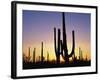 Silhouettes of Saguaro Cacti at Sunset-James Randklev-Framed Photographic Print