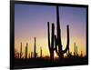 Silhouettes of Saguaro Cacti at Sunset-James Randklev-Framed Photographic Print