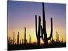 Silhouettes of Saguaro Cacti at Sunset-James Randklev-Stretched Canvas