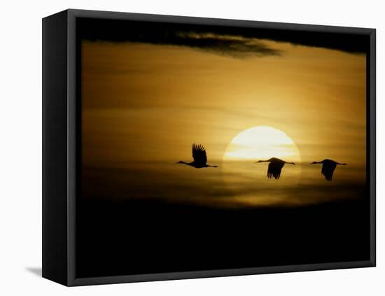 Silhouettes of Sandhill Cranes, Bosque Del Apache National Wildlife Reserve, New Mexico, USA-Arthur Morris-Framed Stretched Canvas