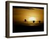 Silhouettes of Sandhill Cranes, Bosque Del Apache National Wildlife Reserve, New Mexico, USA-Arthur Morris-Framed Premium Photographic Print