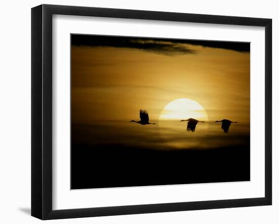 Silhouettes of Sandhill Cranes, Bosque Del Apache National Wildlife Reserve, New Mexico, USA-Arthur Morris-Framed Premium Photographic Print