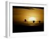 Silhouettes of Sandhill Cranes, Bosque Del Apache National Wildlife Reserve, New Mexico, USA-Arthur Morris-Framed Premium Photographic Print