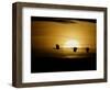 Silhouettes of Sandhill Cranes, Bosque Del Apache National Wildlife Reserve, New Mexico, USA-Arthur Morris-Framed Photographic Print