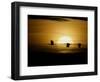 Silhouettes of Sandhill Cranes, Bosque Del Apache National Wildlife Reserve, New Mexico, USA-Arthur Morris-Framed Photographic Print