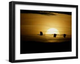 Silhouettes of Sandhill Cranes, Bosque Del Apache National Wildlife Reserve, New Mexico, USA-Arthur Morris-Framed Photographic Print