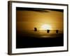 Silhouettes of Sandhill Cranes, Bosque Del Apache National Wildlife Reserve, New Mexico, USA-Arthur Morris-Framed Photographic Print