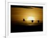 Silhouettes of Sandhill Cranes, Bosque Del Apache National Wildlife Reserve, New Mexico, USA-Arthur Morris-Framed Photographic Print