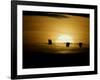 Silhouettes of Sandhill Cranes, Bosque Del Apache National Wildlife Reserve, New Mexico, USA-Arthur Morris-Framed Photographic Print