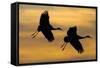 Silhouettes of Two Sandhill Cranes-Darrell Gulin-Framed Stretched Canvas