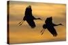 Silhouettes of Two Sandhill Cranes-Darrell Gulin-Stretched Canvas