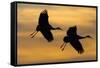 Silhouettes of Two Sandhill Cranes-Darrell Gulin-Framed Stretched Canvas