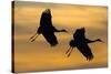Silhouettes of Two Sandhill Cranes-Darrell Gulin-Stretched Canvas