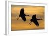 Silhouettes of Two Sandhill Cranes-Darrell Gulin-Framed Photographic Print