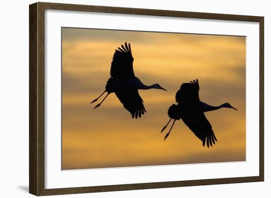 Silhouettes of Two Sandhill Cranes-Darrell Gulin-Framed Photographic Print