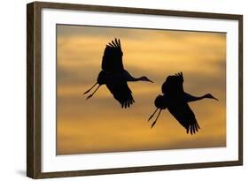 Silhouettes of Two Sandhill Cranes-Darrell Gulin-Framed Photographic Print