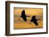 Silhouettes of Two Sandhill Cranes-Darrell Gulin-Framed Photographic Print