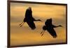 Silhouettes of Two Sandhill Cranes-Darrell Gulin-Framed Photographic Print