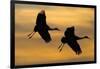 Silhouettes of Two Sandhill Cranes-Darrell Gulin-Framed Photographic Print