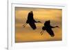 Silhouettes of Two Sandhill Cranes-Darrell Gulin-Framed Photographic Print