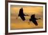 Silhouettes of Two Sandhill Cranes-Darrell Gulin-Framed Photographic Print