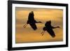 Silhouettes of Two Sandhill Cranes-Darrell Gulin-Framed Photographic Print