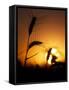 Silhouettes of Wheat Plants at Sunset-Janis Miglavs-Framed Stretched Canvas