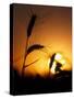 Silhouettes of Wheat Plants at Sunset-Janis Miglavs-Stretched Canvas