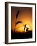 Silhouettes of Wheat Plants at Sunset-Janis Miglavs-Framed Photographic Print