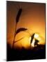 Silhouettes of Wheat Plants at Sunset-Janis Miglavs-Mounted Photographic Print